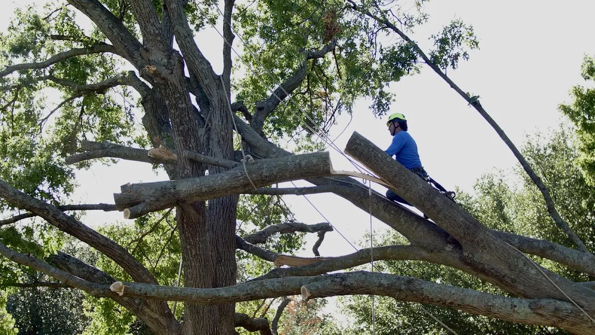 Professional Hazardous Tree Removal performed by certified arborists in Fall Creek