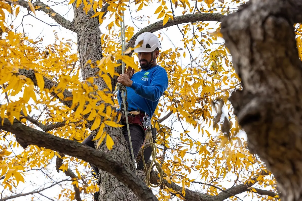 Skilled Tree Pruning crew working in Fall Creek